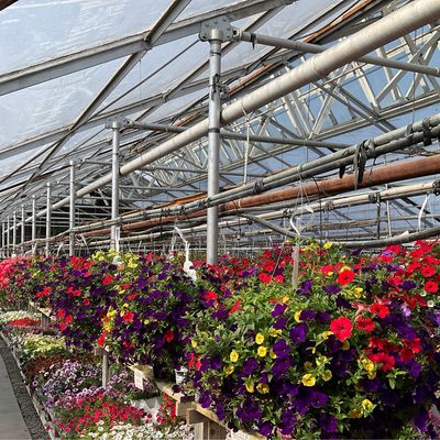 Hanging Baskets