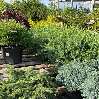 Shrubs