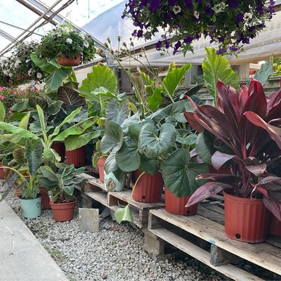 Cannas, Mandevilla Vines & Tropical Plants