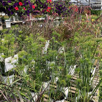 Ornamental Grasses