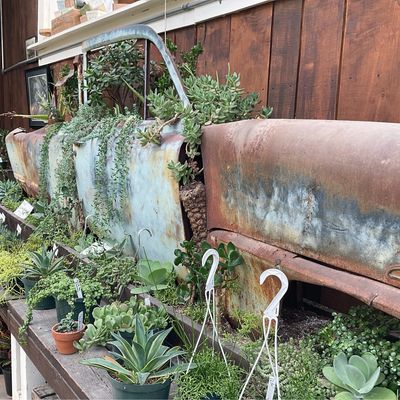 Succulents