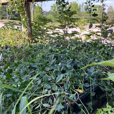 Groundcover Plants