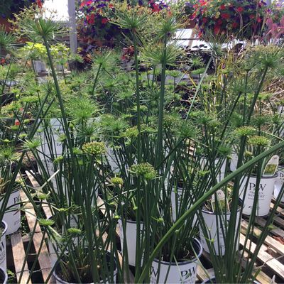 PW Grass Queen Tut (gallon pot) $9.99