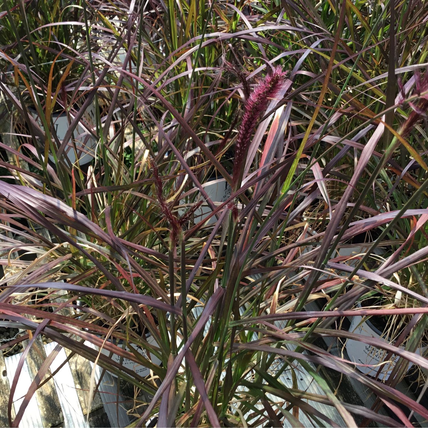 Grass Purple Fountain Pennisetum PW (gallon pot) $11.99