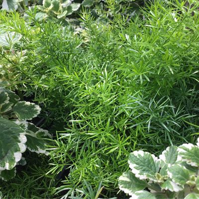 Asparagus Fuzzy Fern Sprengerii (3 1/2&quot; Pot Filler) $4.99