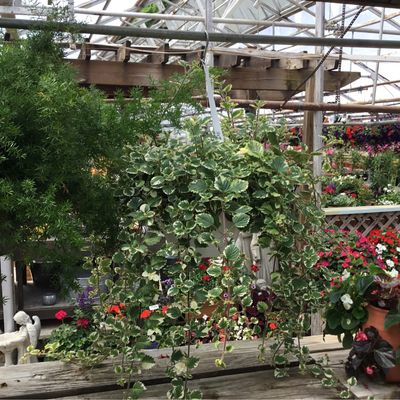 Iboza Swedish Ivy (3 1/2" Pot Filler) $5.99