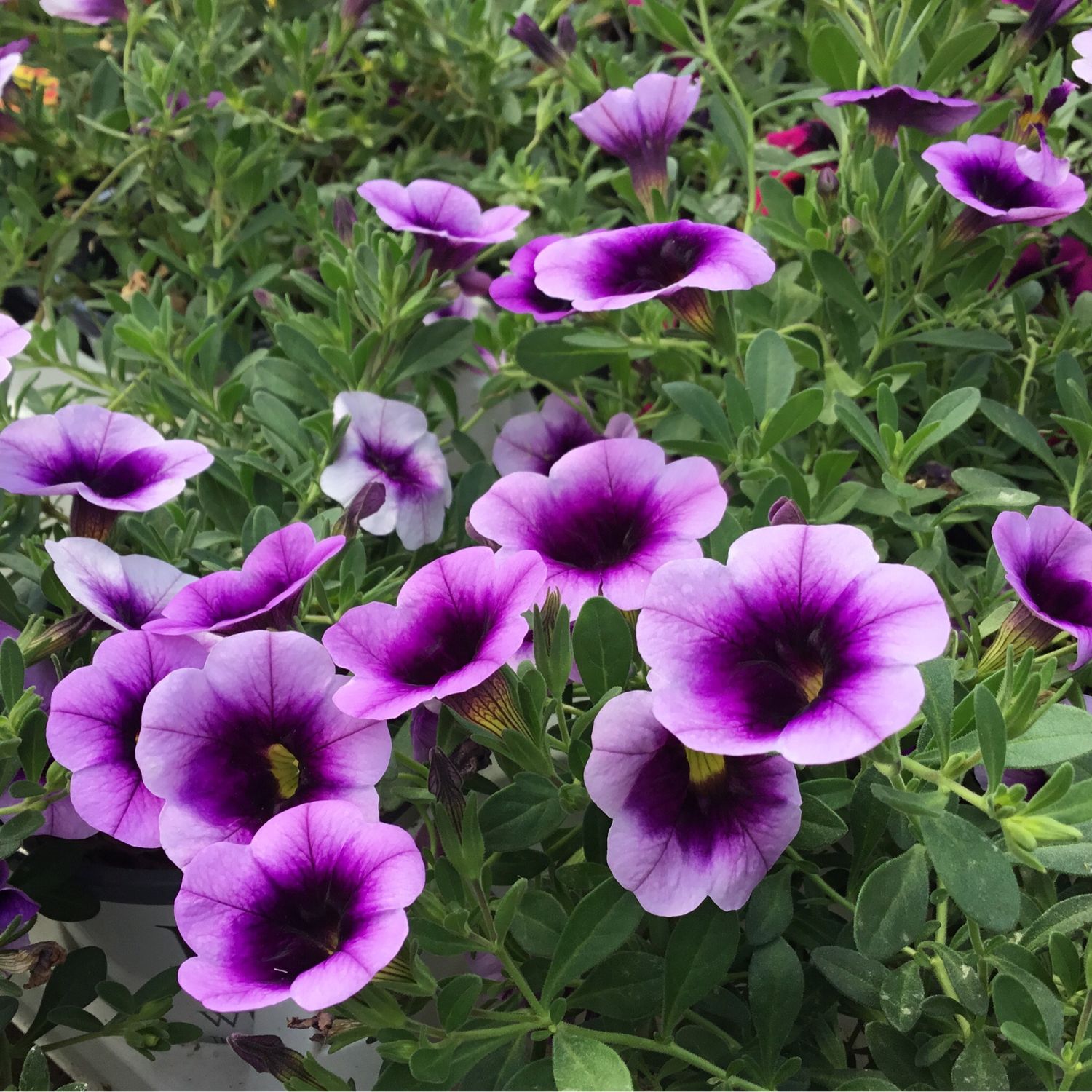Calibrachoa Million Bells Blue Moon Punch PW Superbells (quart pot)