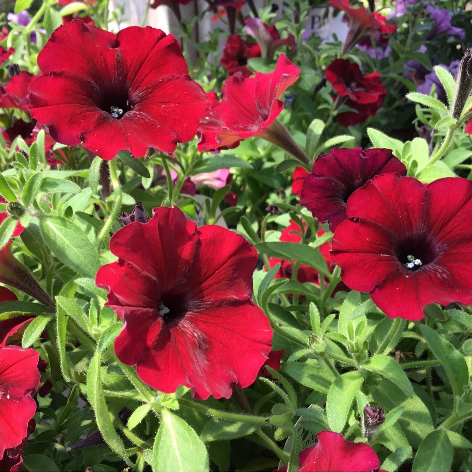 Proven Winner Petunia Black Cherry (quart pot) Our Online Store