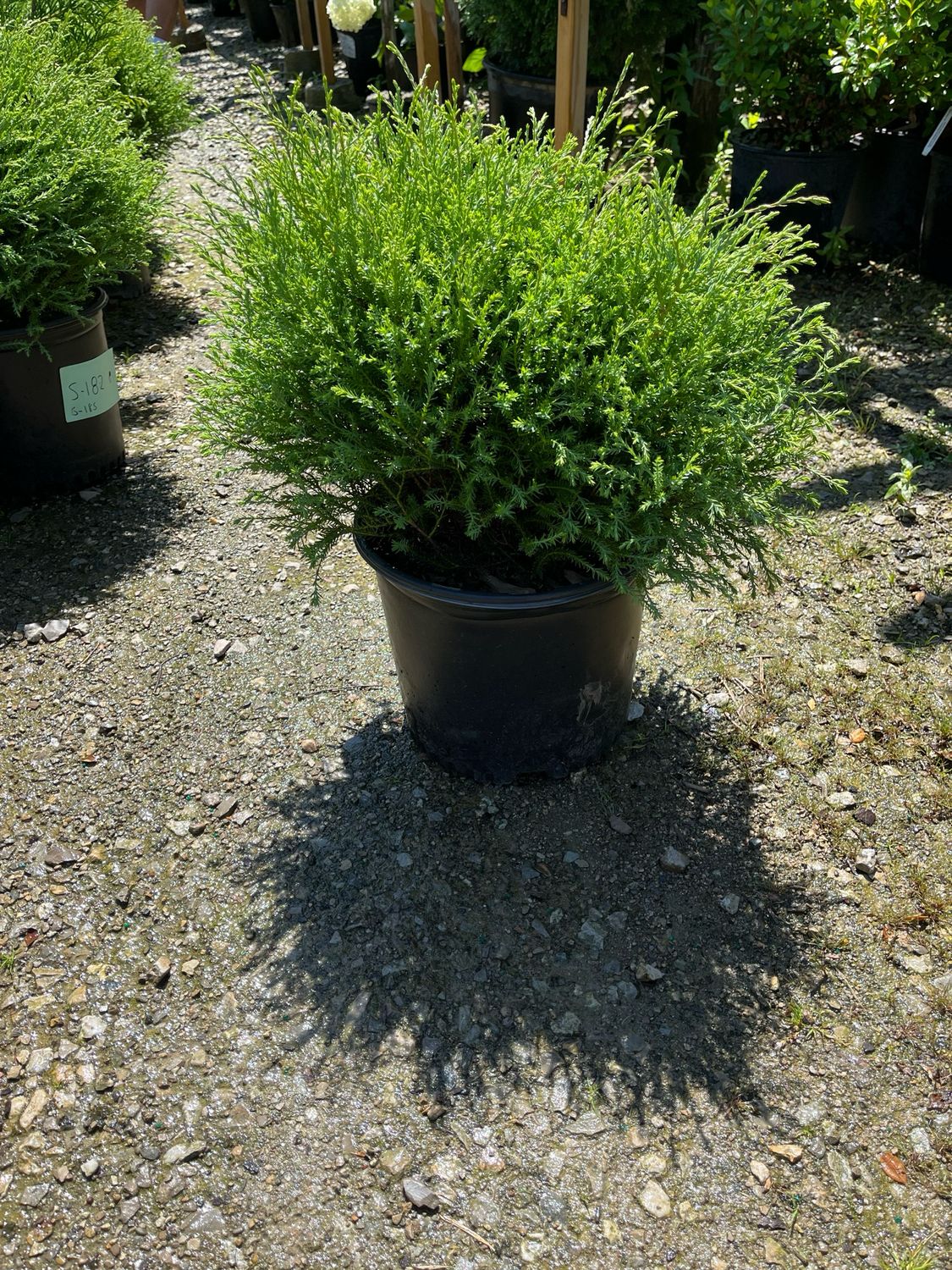 Arborvitae Mr Bowling Ball (3 gallon) $59.99