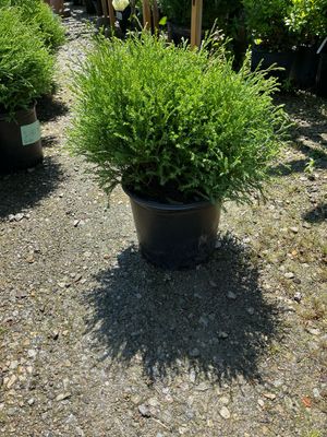 Arborvitae Mr Bowling Ball (3 gallon) $59.99