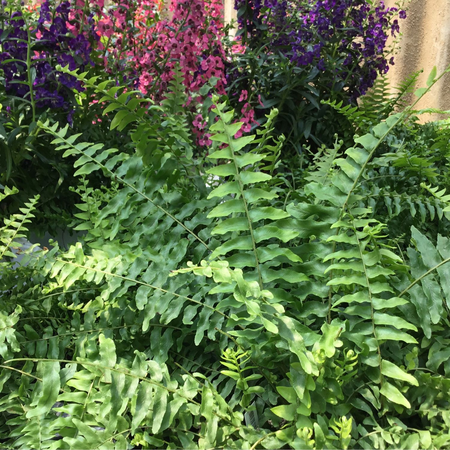 Fern Boston (quart pot)