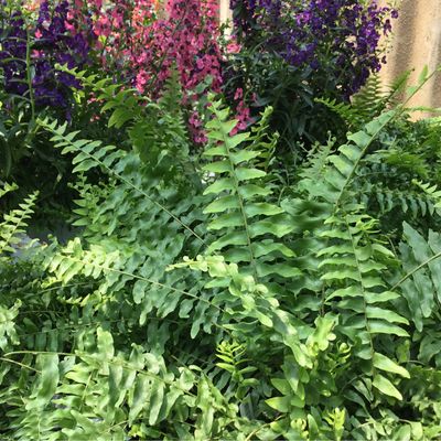 Fern Boston (quart pot)