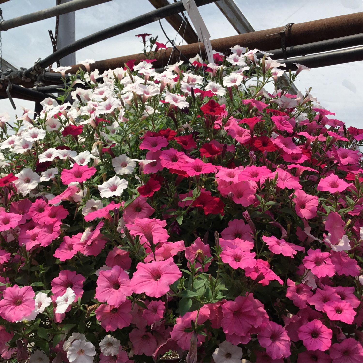 Above and Beyond (12" Hanging Basket) $45.99