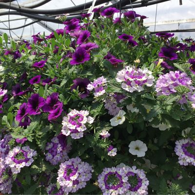 Avalon (12” Hanging Basket) $45.99