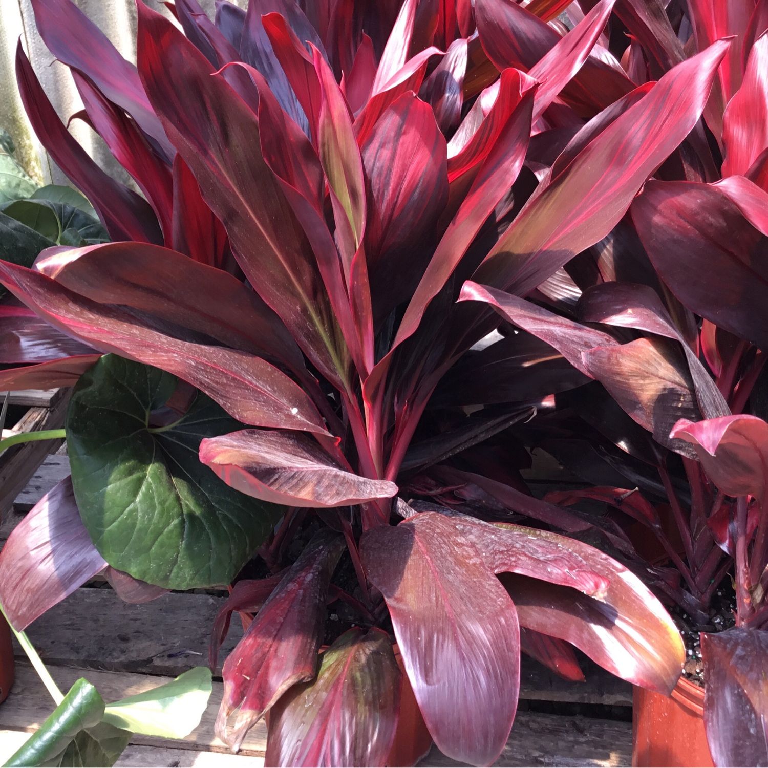 Cordyline Hawaiian Ti Florica (10" Large Tropical) $39.99