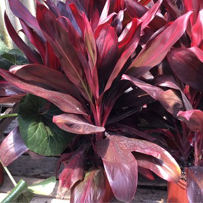 Cordyline Hawaiian Ti Florica (10" Large Tropical) $39.99