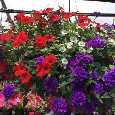 Uncle Sam (12" Hanging Basket) $39.99