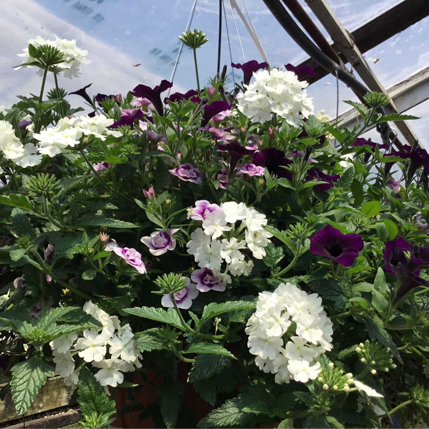 Victoria Lake (12" Hanging Basket) $45.99