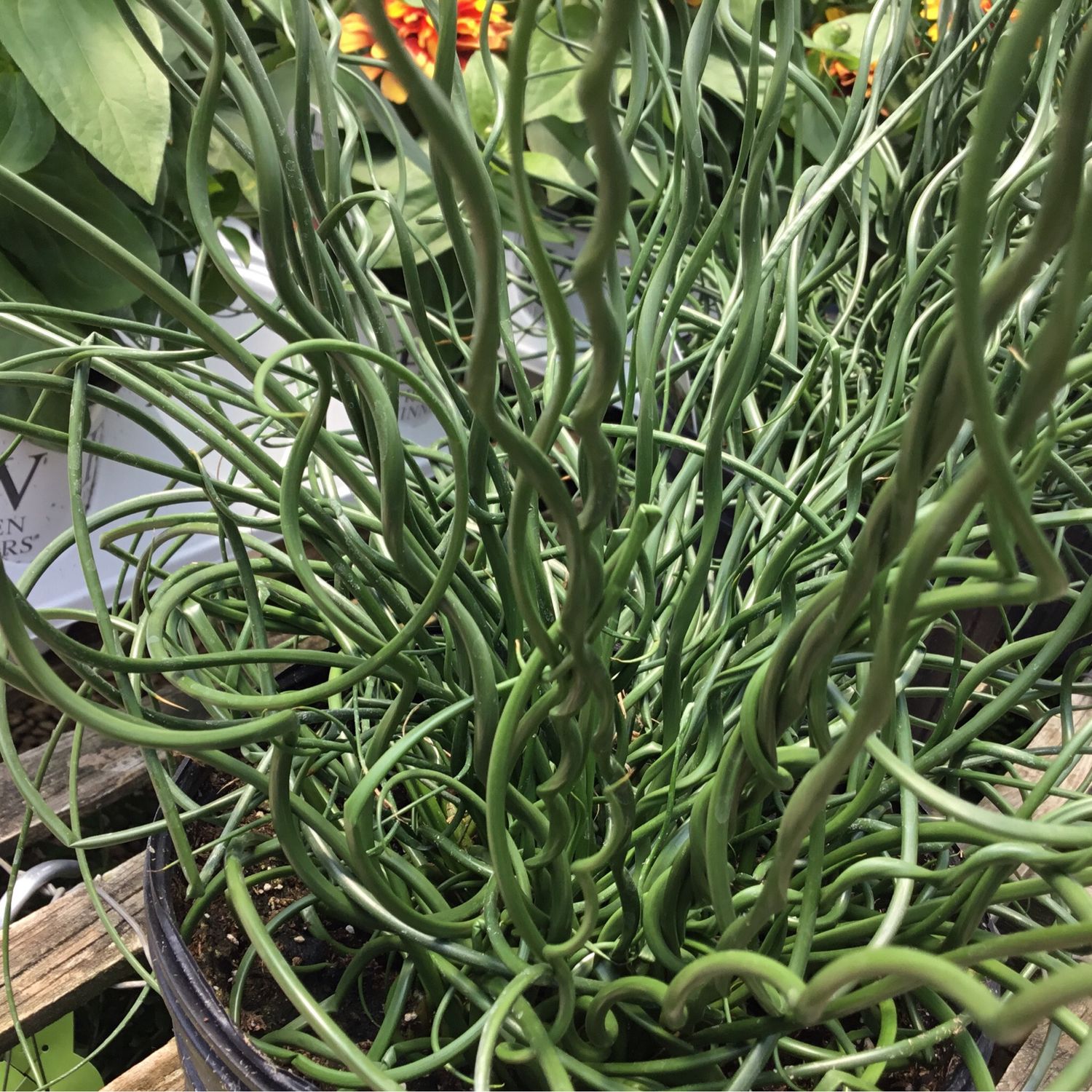 Grass Juncus Spiralis Twister (gallon pot) $11.99