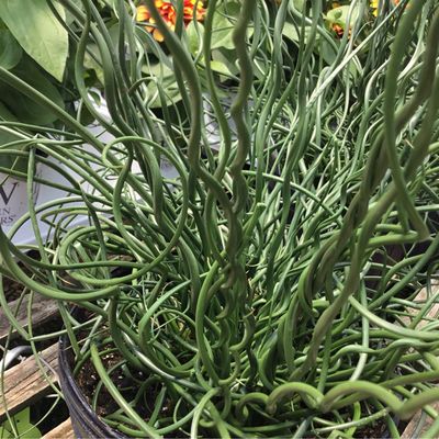 Grass Juncus Spiralis Twister (gallon pot) $11.99