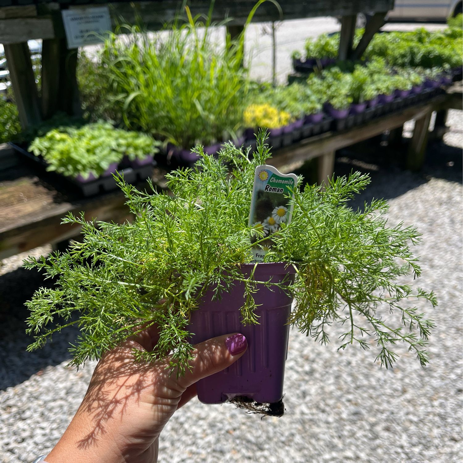Chamomile Roman (3&quot; herb pot)