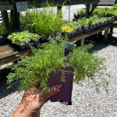 Chamomile Roman (3&quot; herb pot)