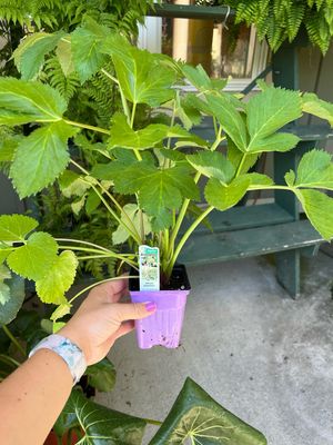 Angelica (3" herb pot)