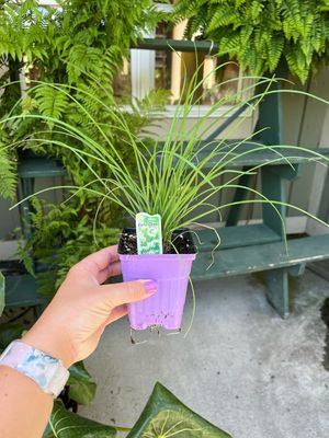 Chives Garlic Geisha (3" herb pot)