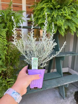 Curry Dwarf (3" herb pot)