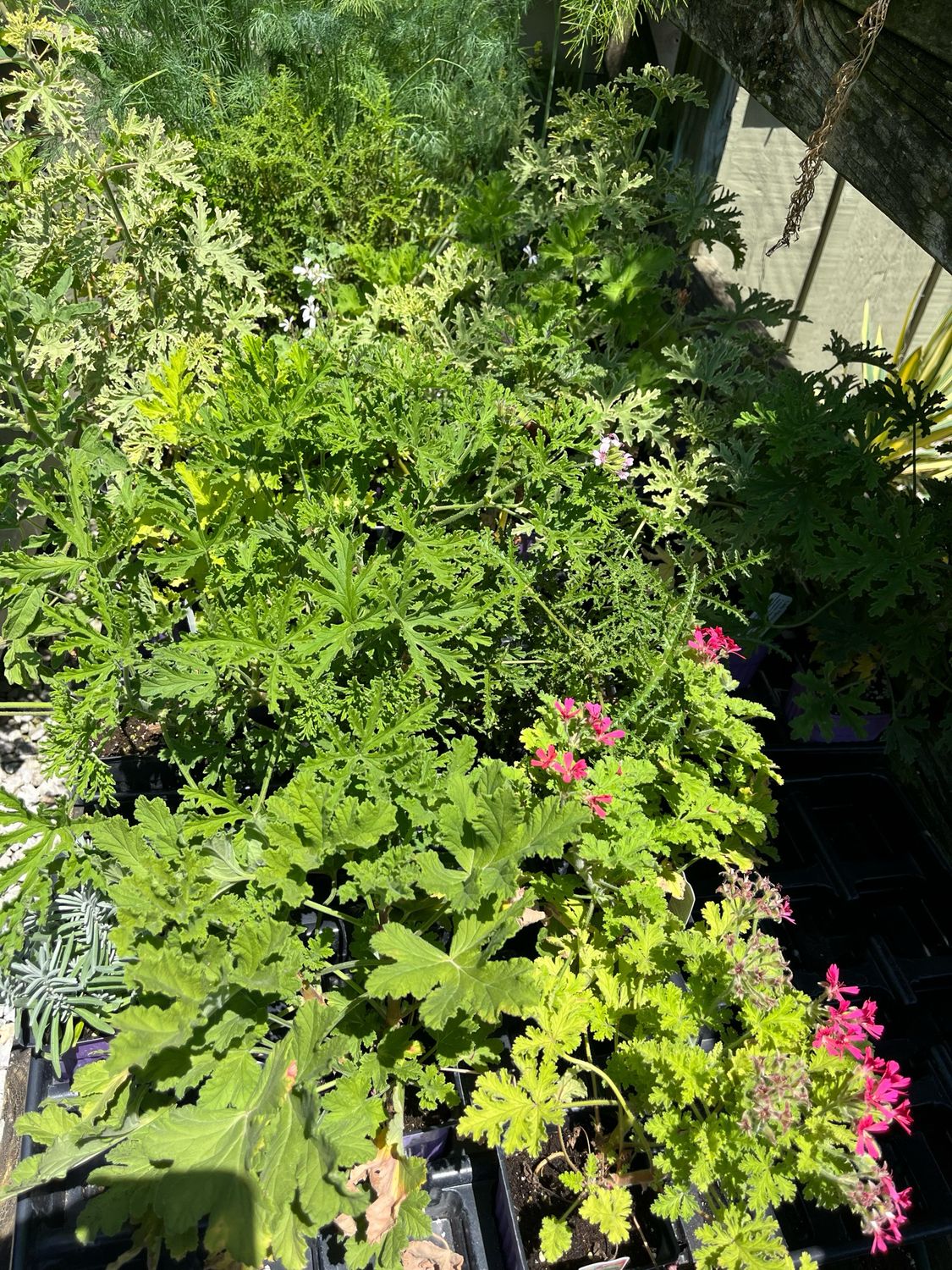 Scented Geranium (3” herb pot Assorted Scents)