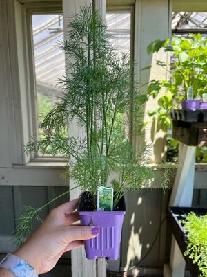 Dill Fernleaf (3" herb pot)