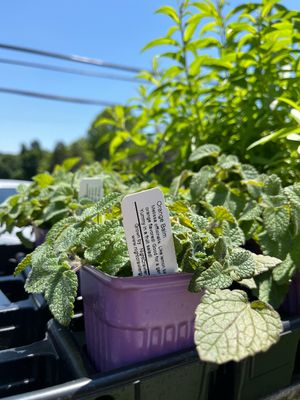 Orange Balm (3" herb pot)