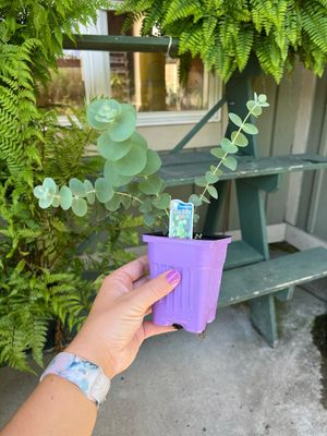 Eucalyptus Silver Dollar Gum (3" herb pot)