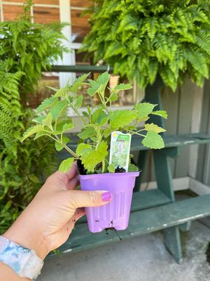 Catnip Common Nepeta (3" herb pot)