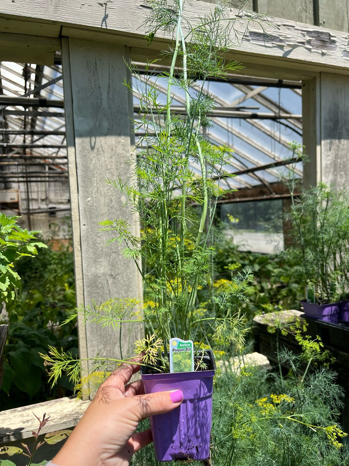 Dill Bouquet (3&quot; herb pot)
