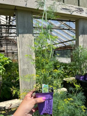 Dill Bouquet (3&quot; herb pot)
