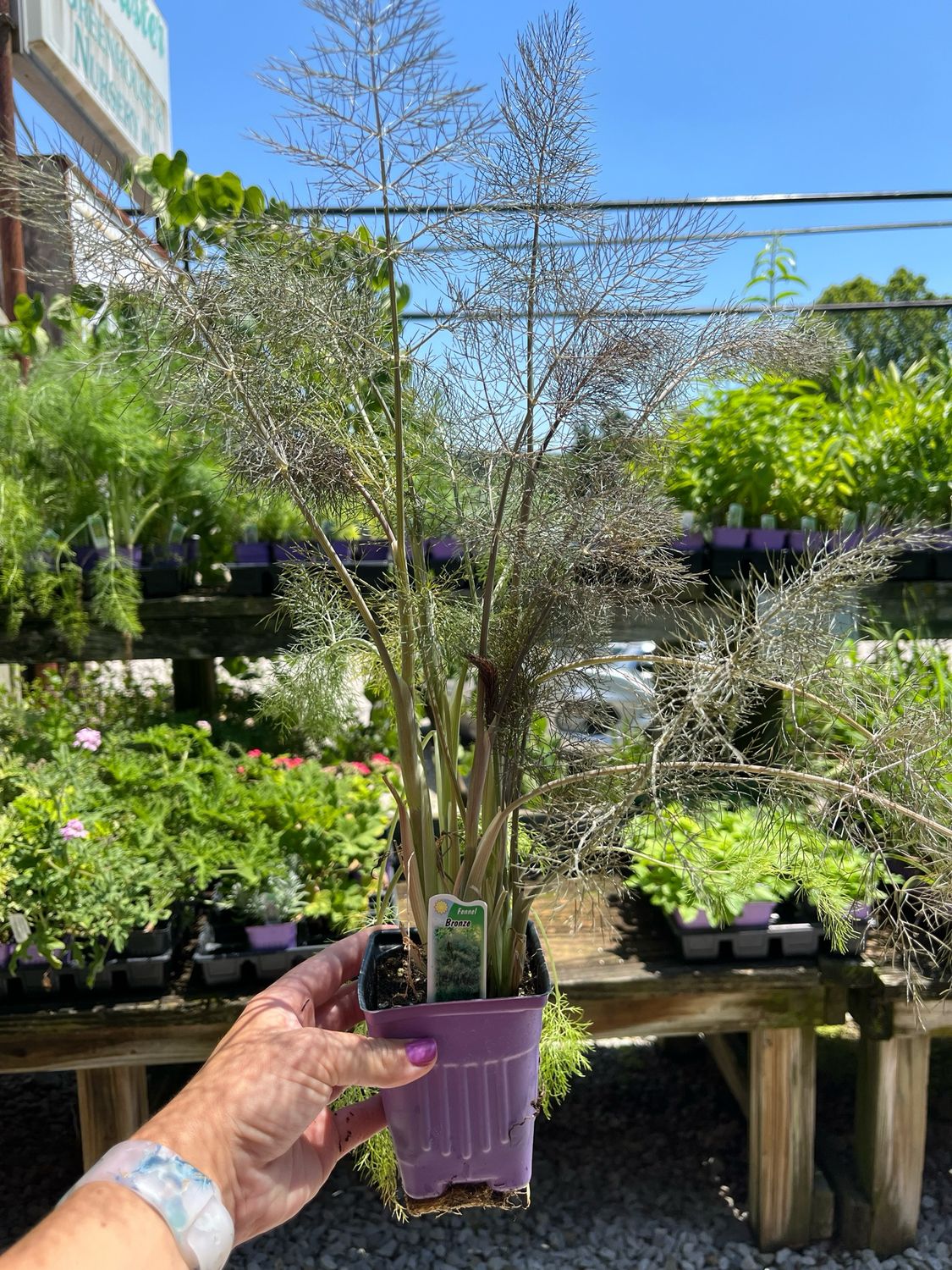 Fennel Bronze Fernleaf (3" herb pot)