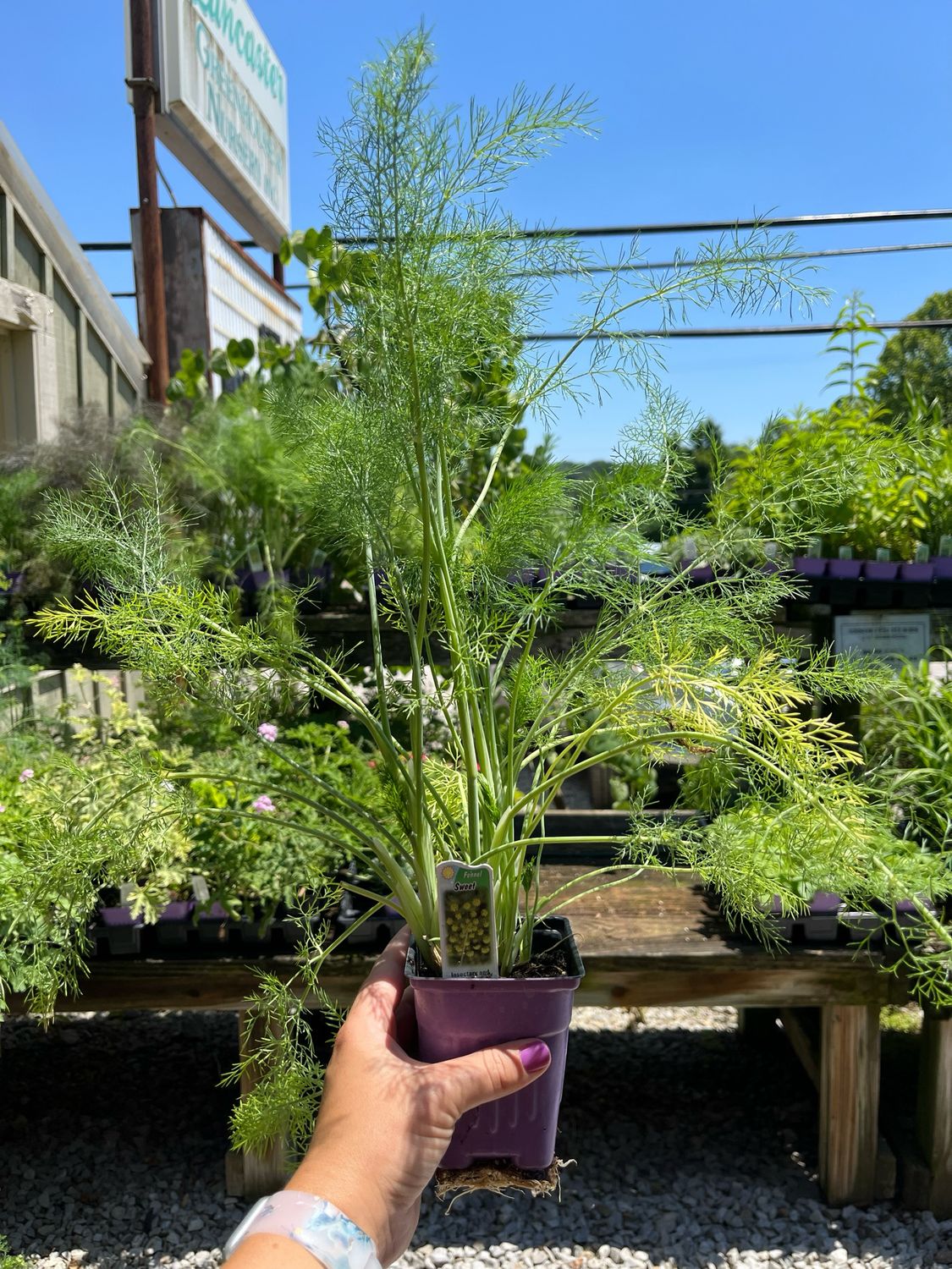 Fennel Sweet Green Fernleaf (3" herb pot)