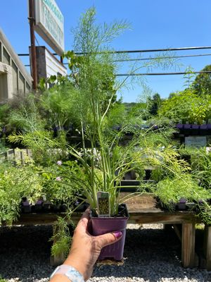 Fennel Sweet Green Fernleaf (3" herb pot)
