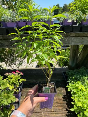 Lemon Verbena (3" herb pot)