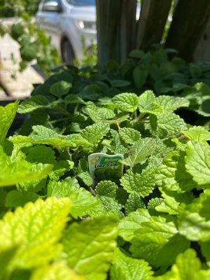 Lime Balm (3" herb pot)