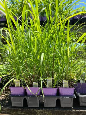 Lemon Grass East Indian (3" herb pot)