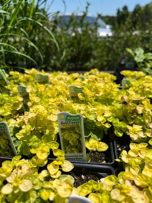 Marjoram Gold Tip (3" herb pot) Marjoram Gold Tip (3" herb pot)