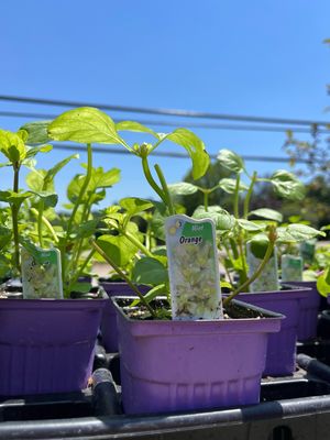 Mint Orange (3&quot; herb pot)