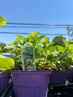 Mint Ginger (3" herb pot)
