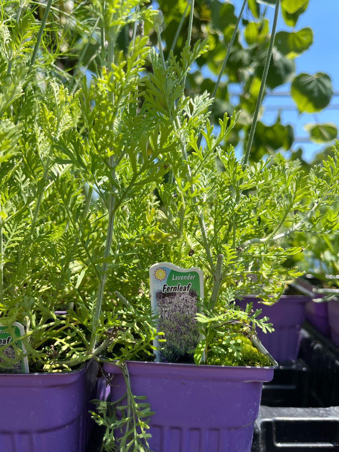 Lavender Fernleaf (3" herb pot)