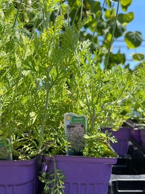 Lavender Fernleaf (3" herb pot)
