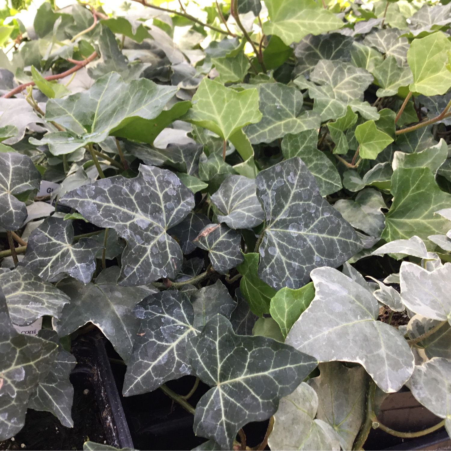 Ivy (3 1/2" Pot Filler) $5.99