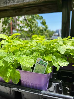 Lemon Balm (3" herb pot) $6.99