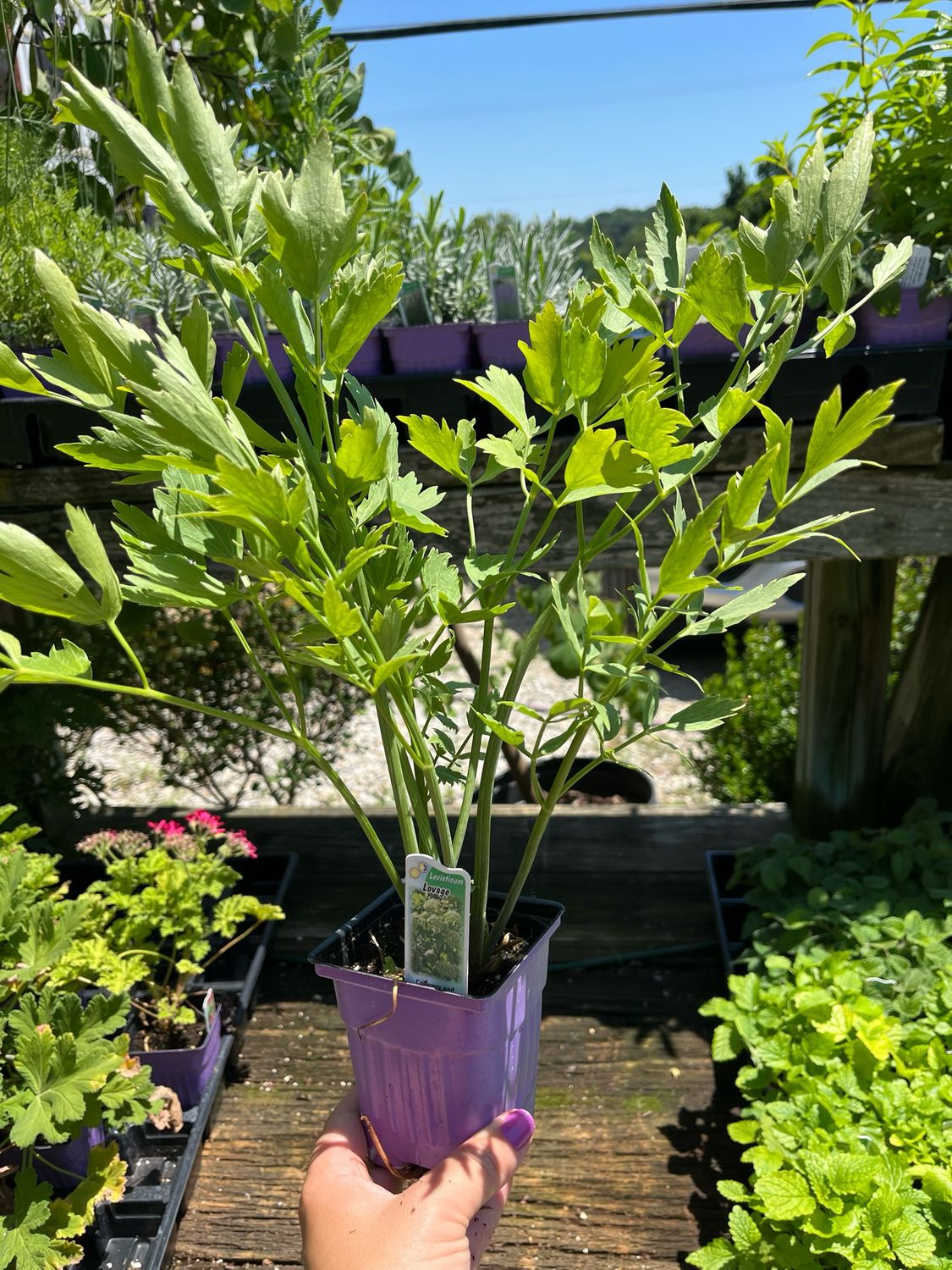 Lovage (3" herb pot)